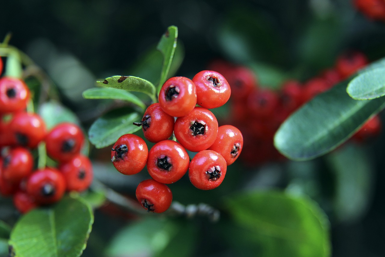 加沙停火协 加沙停火协